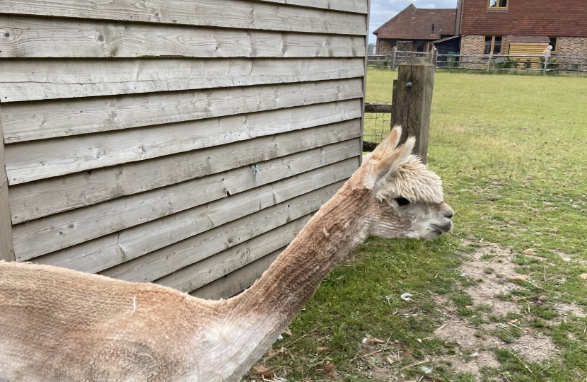 The Llama Park