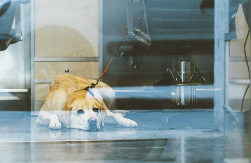 pet care businesses