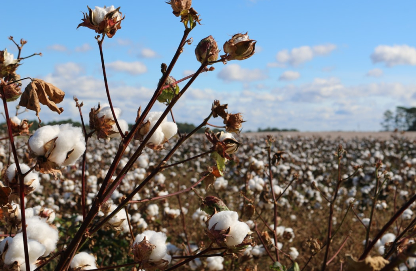 cotton