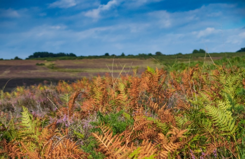 AshdownForest