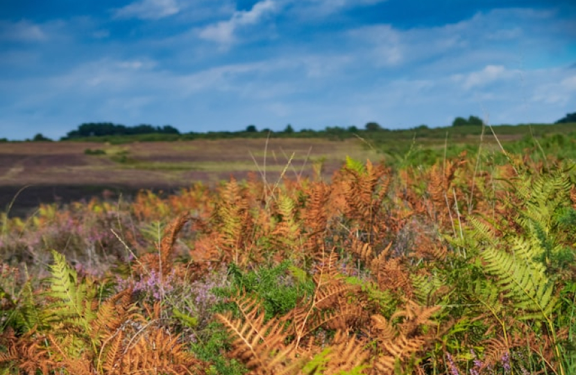 Ashdown Forest