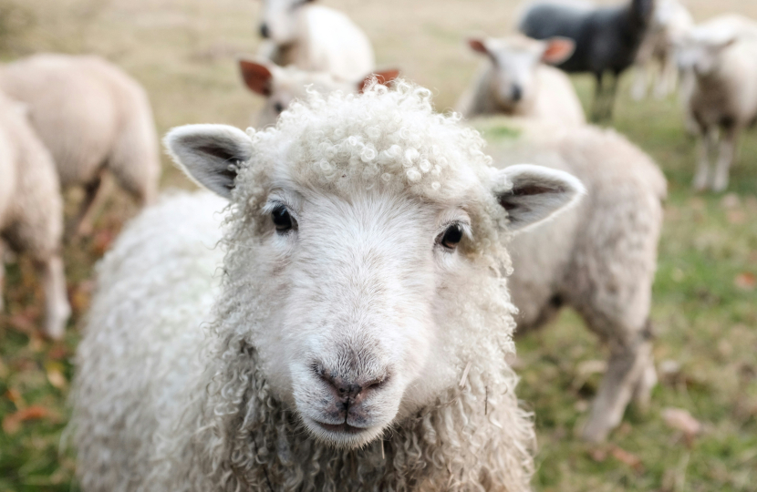 Sheep