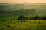 Farm