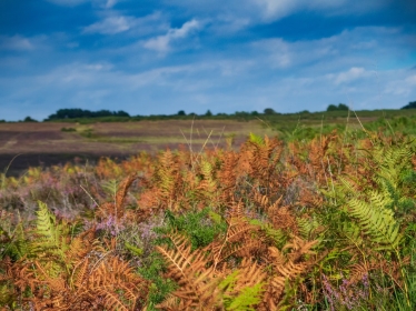 AshdownForest