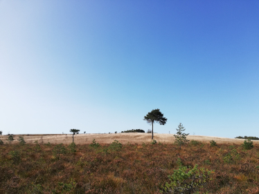 Ashdown Forest