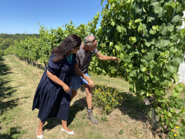 Bluebell Vineyard